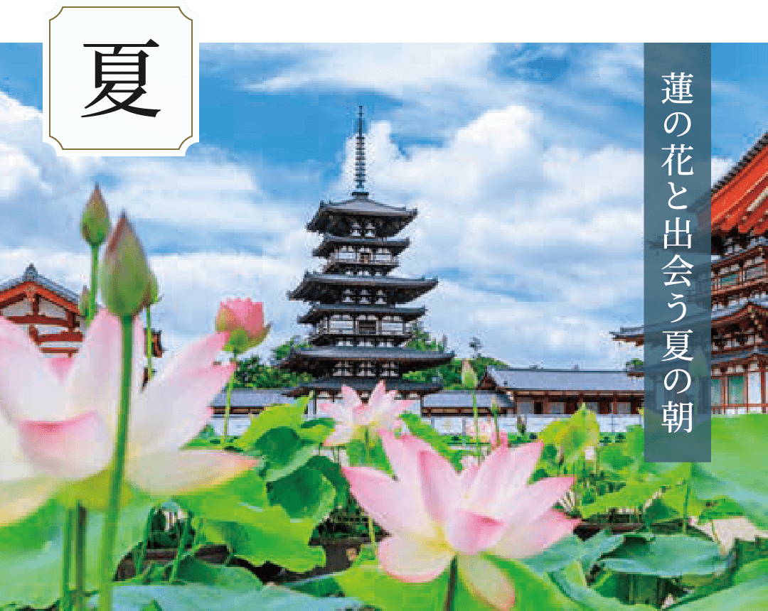 夏 蓮の花と出会う夏の朝