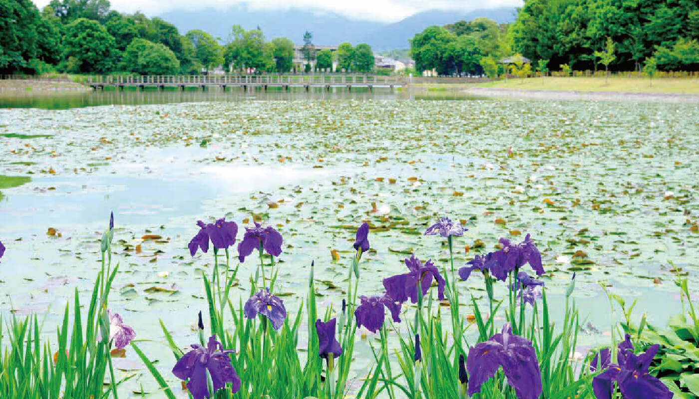 菖蒲上池