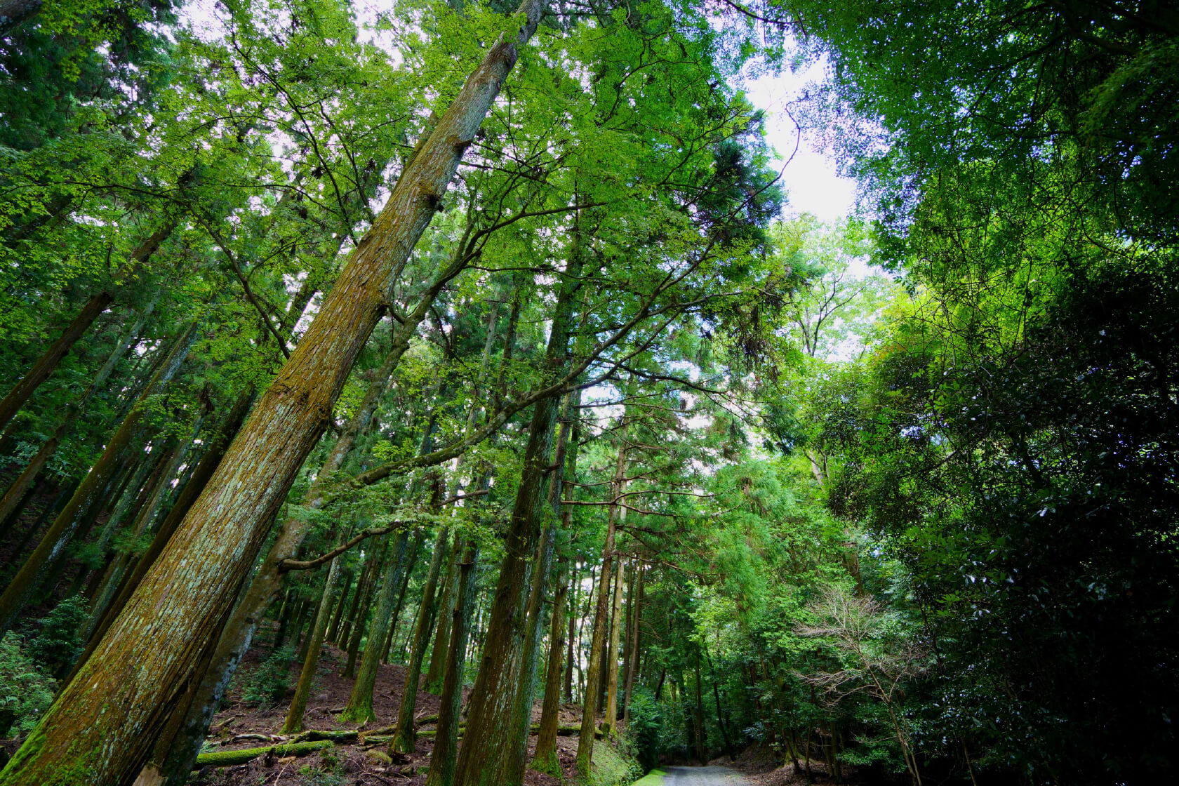 春日山原始林